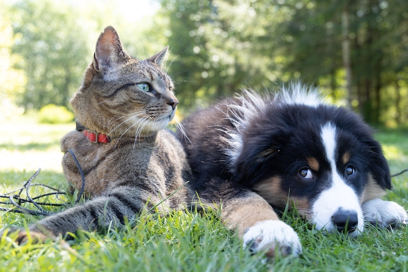 Verwen je hond of kat met een huisdierenverzekering
